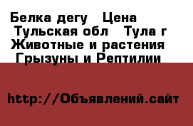 Белка дегу › Цена ­ 350 - Тульская обл., Тула г. Животные и растения » Грызуны и Рептилии   